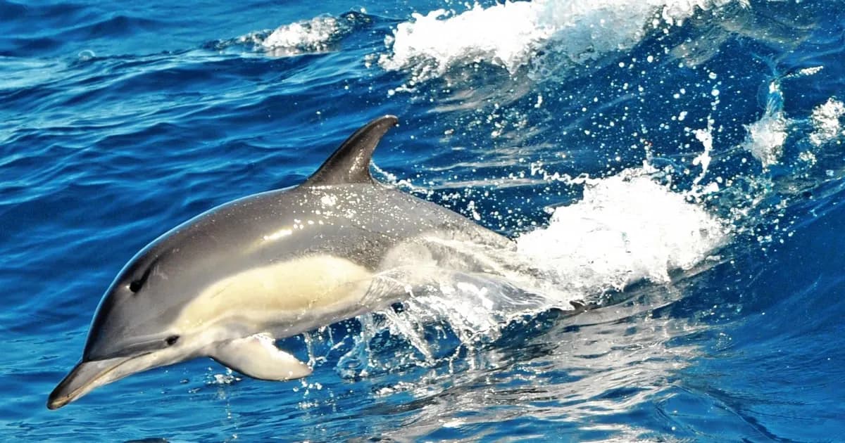 Thumbnail 2 of the excursion /fuerteventura/catamaran-magic/catamaran-magic3.webp