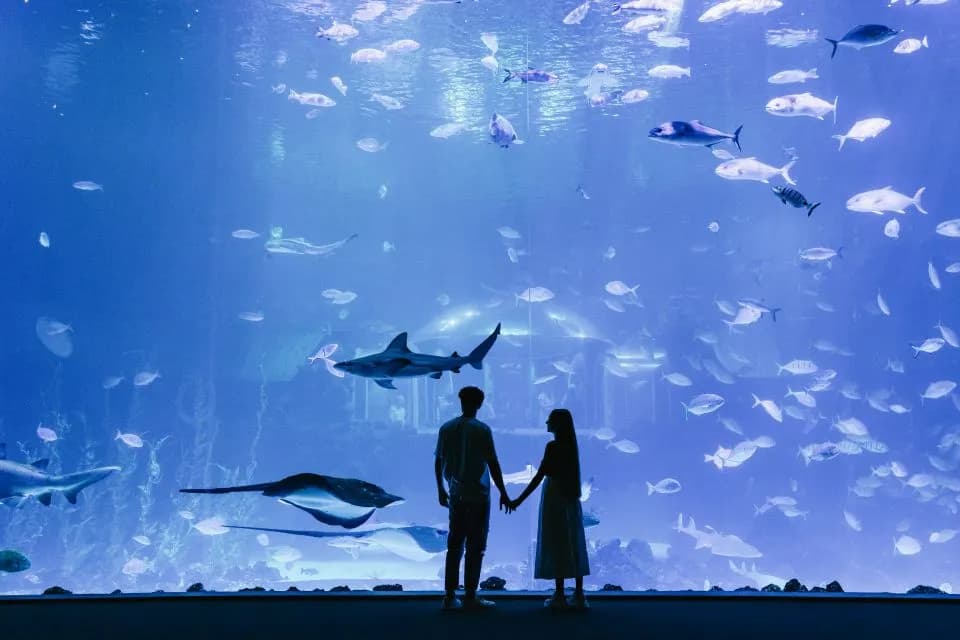 main image of the excursion Tickets sin colas al Acuario Poema del mar Gran Canaria