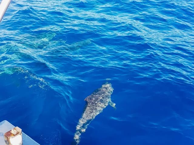 Thumbnail 3 of the excursion /gc/catamaran/catamaran4.webp