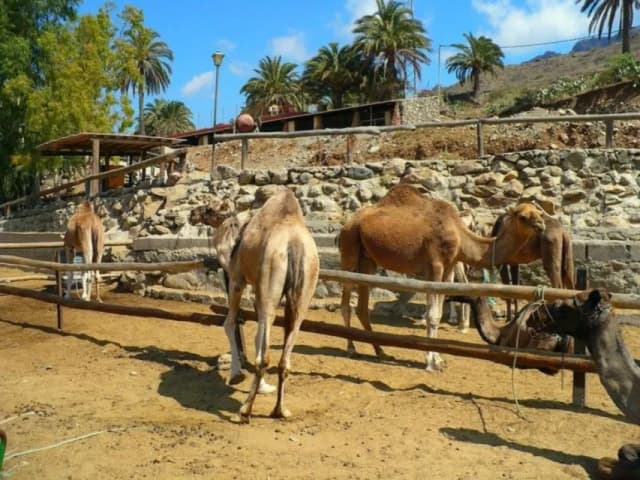 Thumbnail 3 of the excursion /gc/camellos/camello5.webp