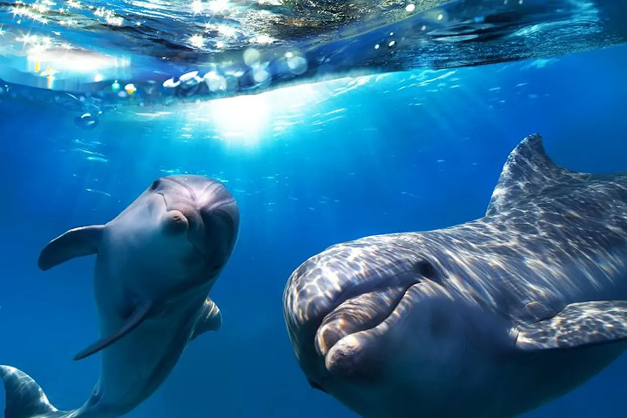 main image of the excursion /gc/delfines/delfines1.webp