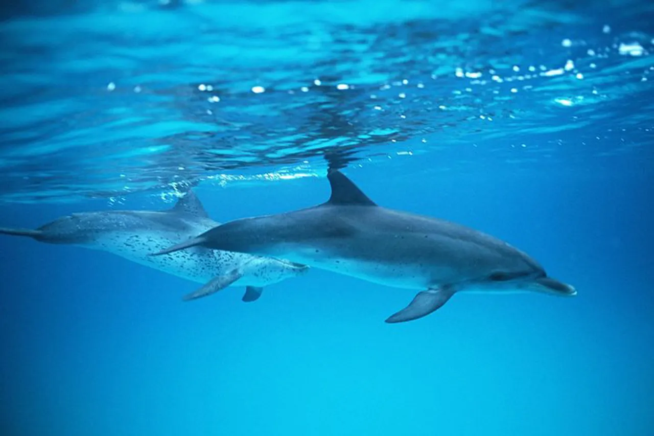 Thumbnail 2 of the excursion /gc/delfines/delfines3.webp