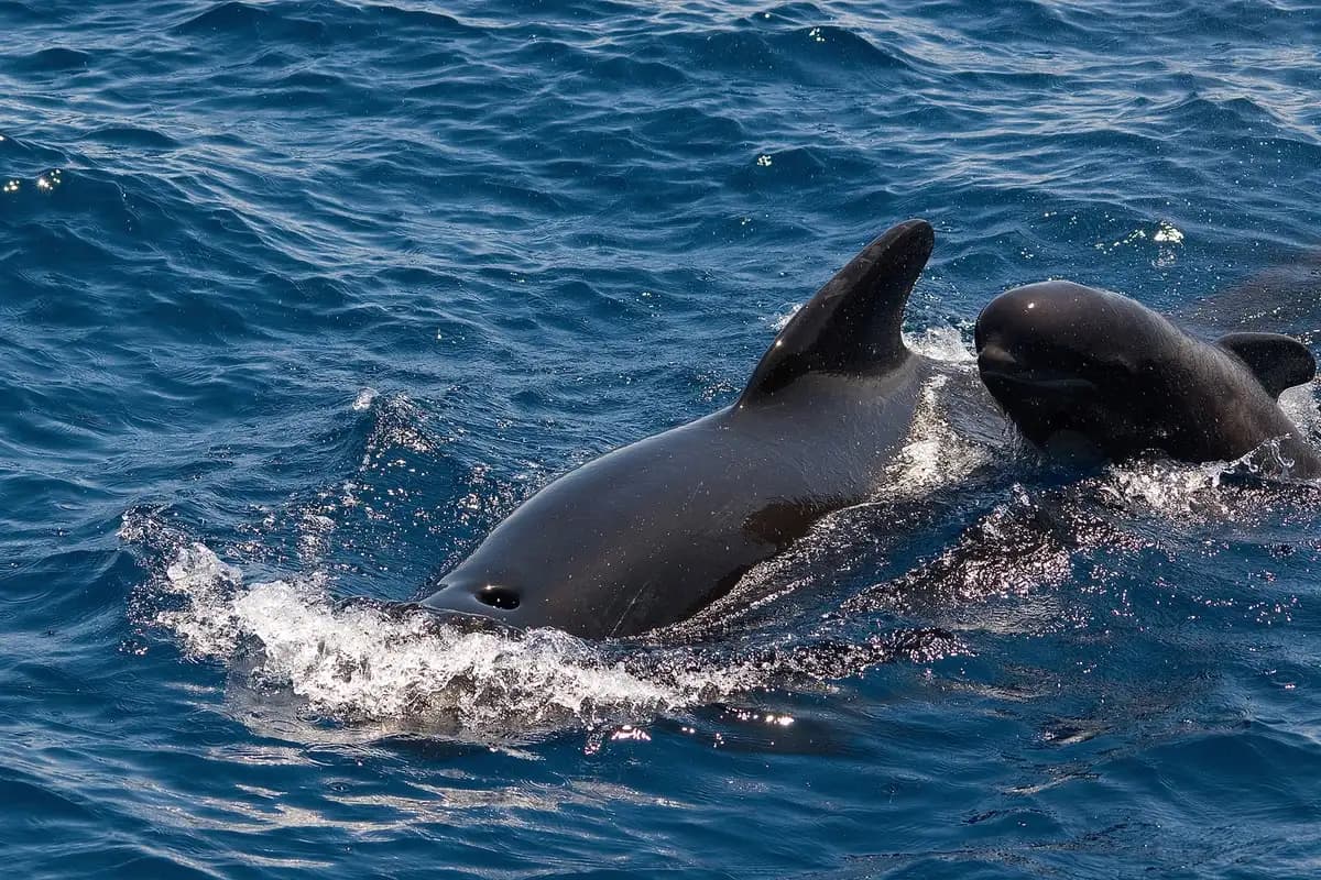 Thumbnail 1 of the excursion /la-gomera/ballenas/ballenas-gmr2.webp