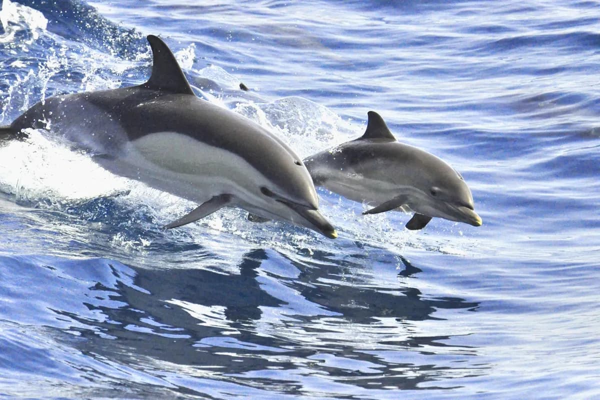 Thumbnail 2 of the excursion /la-gomera/ballenas/ballenas-gmr3.webp