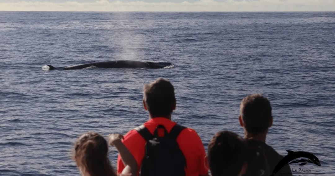main image of the excursion Avistamiento de delfines y ballenas con un biólogo marino