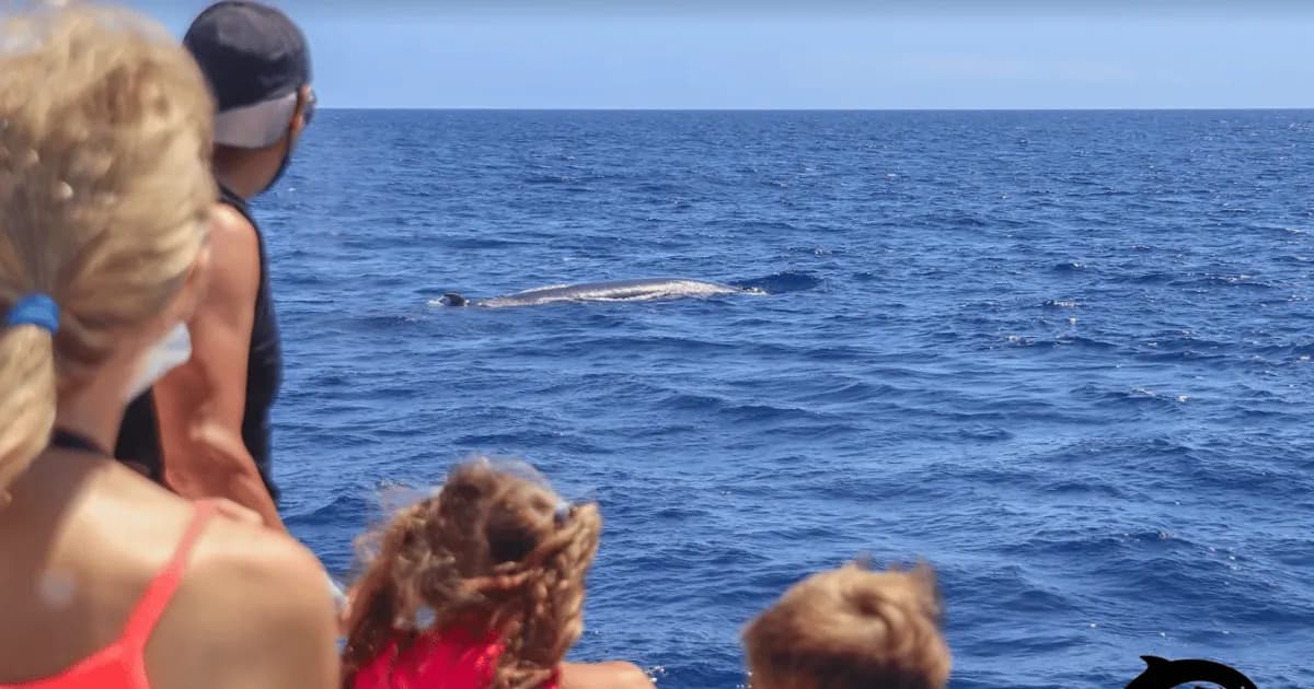Thumbnail 2 of the excursion /la-palma/ballenas-tazacorte/ballenas3.webp