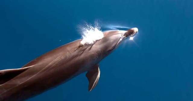 Thumbnail 3 of the excursion /la-palma/ballenas-tazacorte/ballenas4.webp