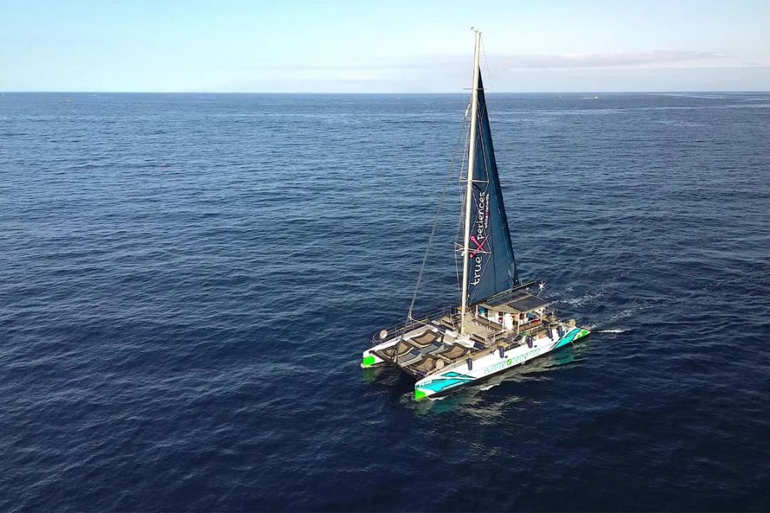 main image of the excursion Crucero ecológico de ballenas y delfines en Costa Adeje