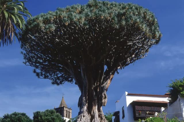 Thumbnail 3 of the excursion /tenerife/teide/teide4.webp