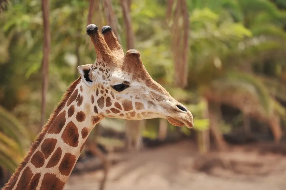 Giraffe at Oasis Wildlife Fuerteventura