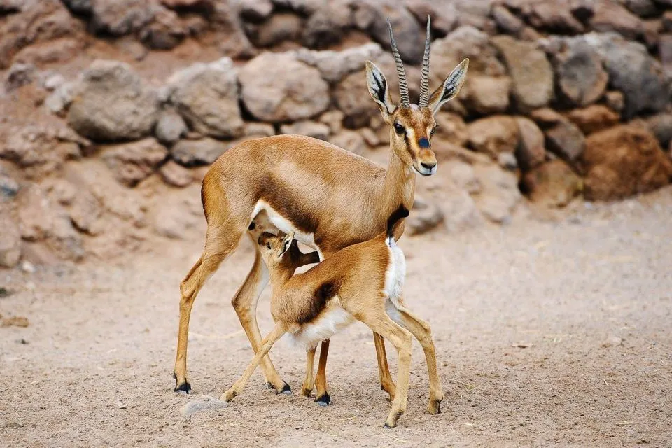 Gazelle with its calf at Oasis Wildlife Fuerteventura