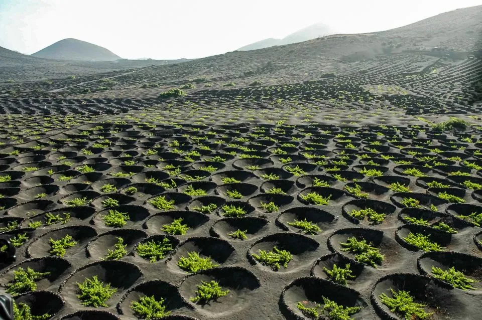 La Geria vineyards grown in pits dug into volcanic ash in Lanzarote