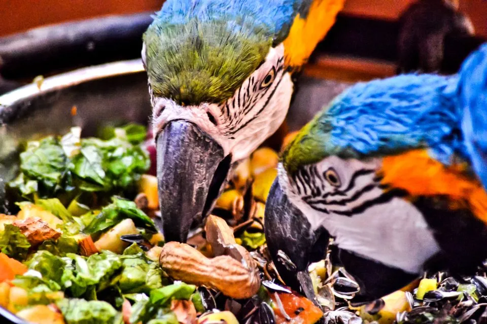 Bird show at Rancho Texas Lanzarote Park