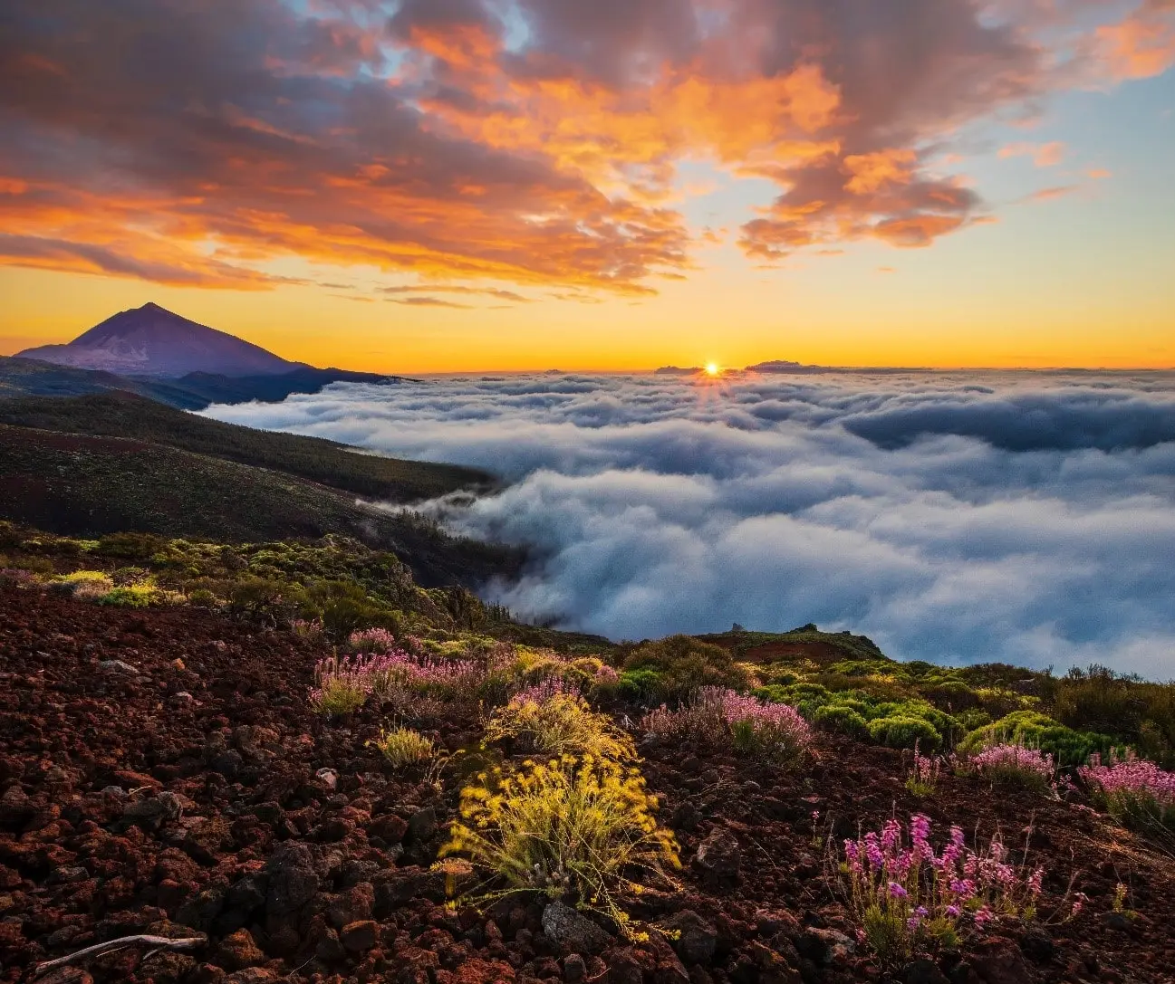Explora Tenerife con tours exclusivos