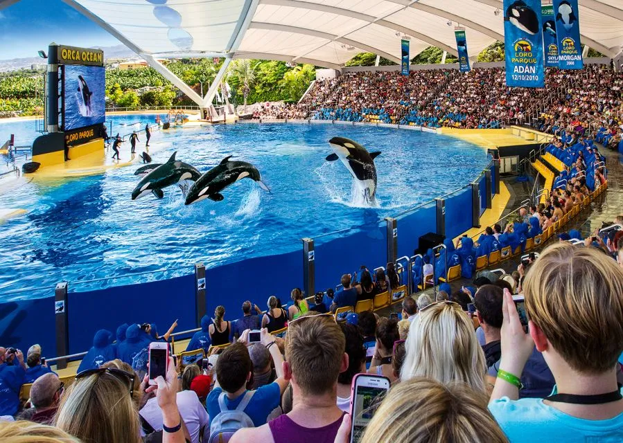 Orca show at the Orca Ocean stadium in Loro Parque